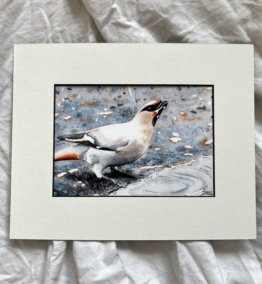 Waxwing